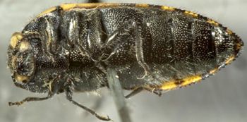 Media type: image;   Entomology 2728 Aspect: habitus ventral view